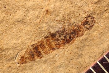 Media type: image;   Entomology PALE-1528
